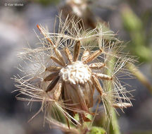 Image of stink aster