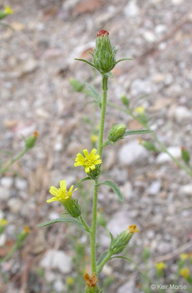 Image of stink aster