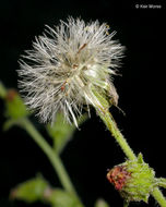 Image of stink aster