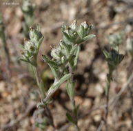 Image of <i>Logfia filaginoides</i>