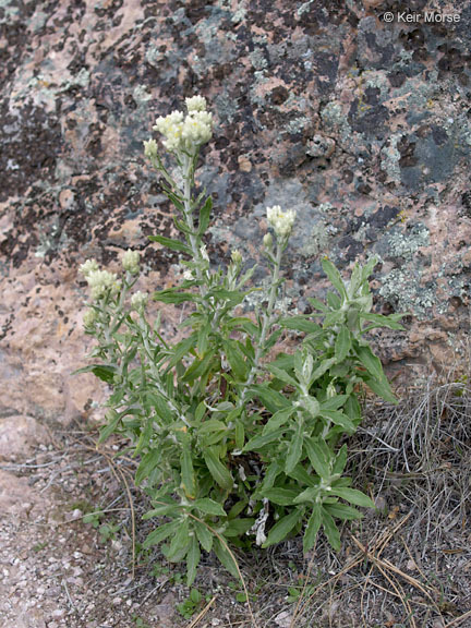 Слика од Pseudognaphalium biolettii A. A. Anderberg