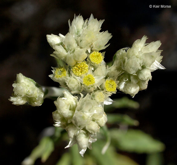 Слика од Pseudognaphalium biolettii A. A. Anderberg