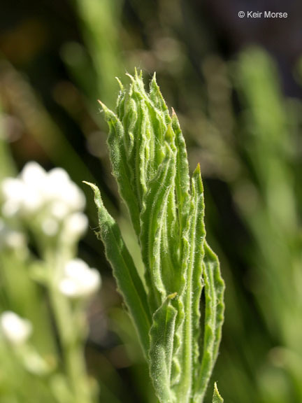 Image of ladies' tobacco