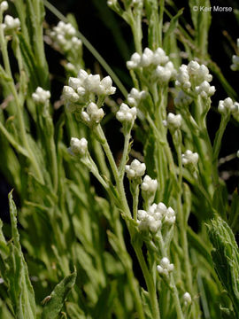 Image of ladies' tobacco