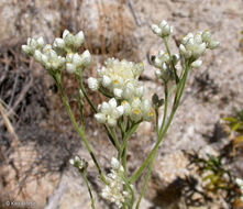 Image of ladies' tobacco