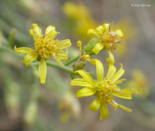 Image of San Joaquin snakeweed