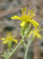 Image of San Joaquin snakeweed