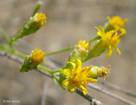 Image of San Joaquin snakeweed