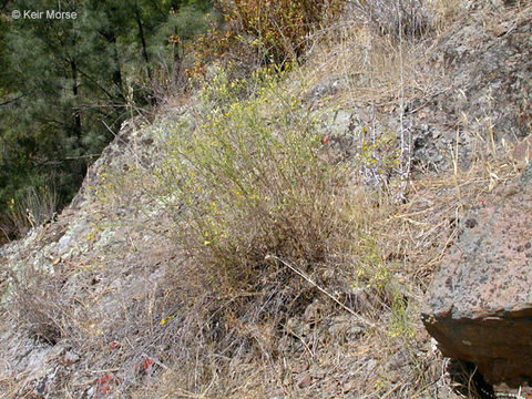 Image of San Joaquin snakeweed