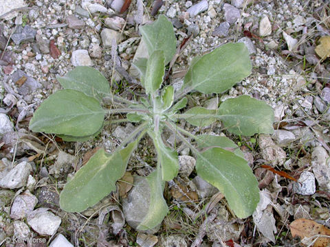 Image of telegraphweed