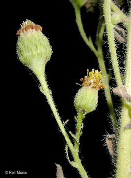 Image of telegraphweed