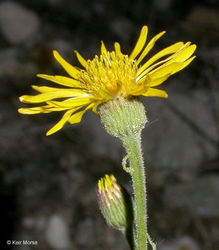 Image of telegraphweed