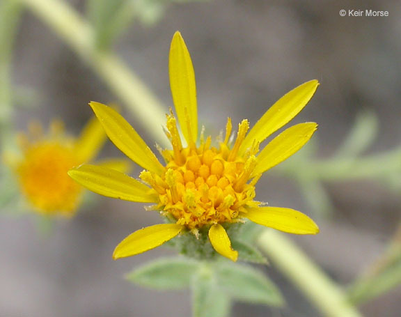 Image of sessileflower false goldenaster