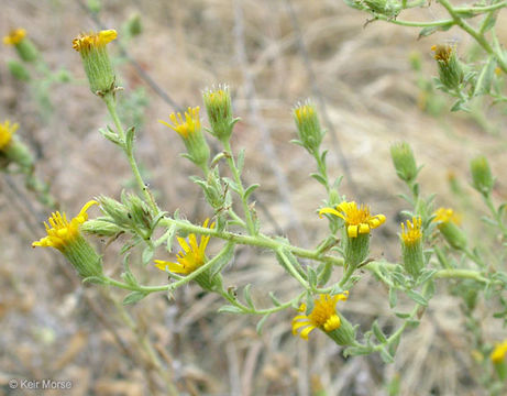 Image of sessileflower false goldenaster