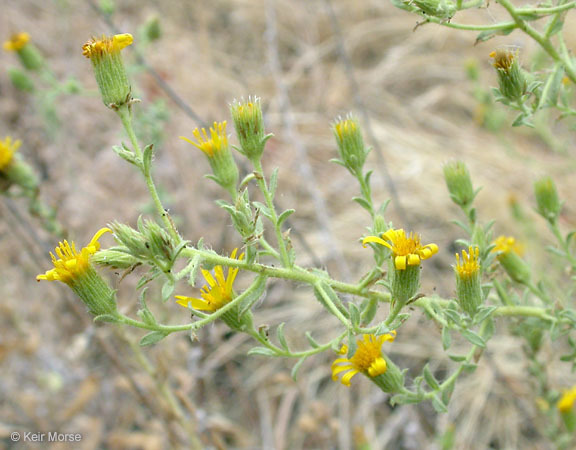 Image de Heterotheca sessiliflora subsp. echioides (Benth.) Semple