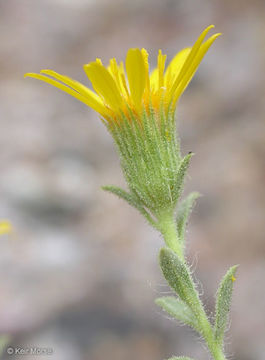 Image of sessileflower false goldenaster