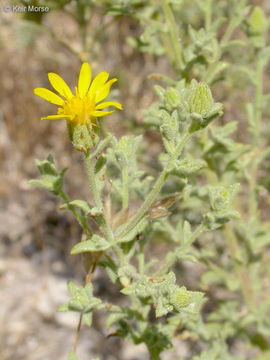 Image of sessileflower false goldenaster