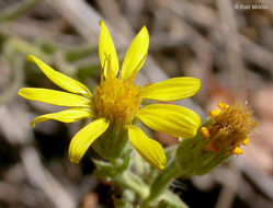 Image de Heterotheca sessiliflora subsp. echioides (Benth.) Semple