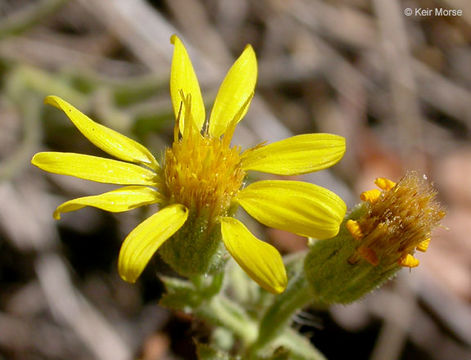 Image of sessileflower false goldenaster