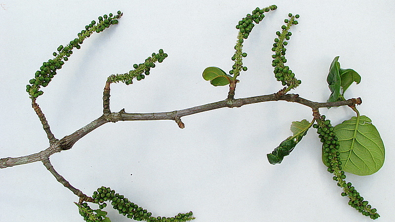 Image de Coccoloba rosea Meisn.