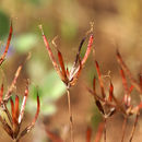 Слика од Juncus digitatus C. W. Witham & Zika