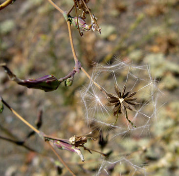 Image of prickly lettuce