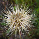 Image of Sierra foothill silverpuffs