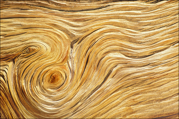 Image of foxtail pine