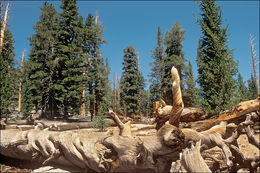 Image of foxtail pine