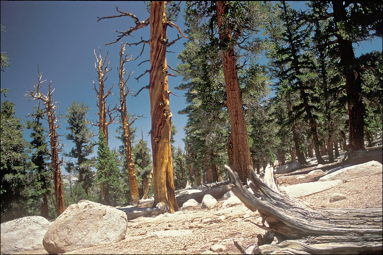 Image of foxtail pine