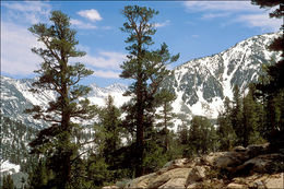 Image of Jeffrey Pine