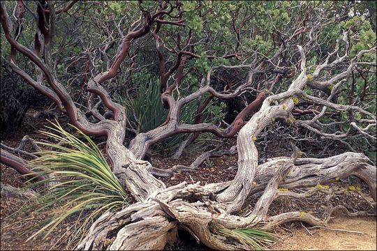 Image of pointleaf manzanita