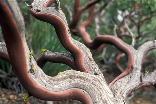 Image of pointleaf manzanita