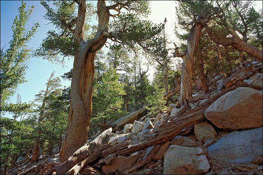 Image of Limber Pine