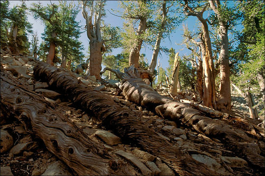 Image of lodgepole pine