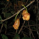 Image of Bucket orchids