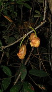 Image of Coryanthes speciosa Hook.