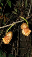 Image of Coryanthes speciosa Hook.