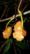 Image of Coryanthes speciosa Hook.
