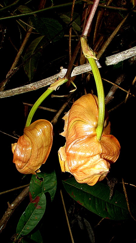 Image of Coryanthes speciosa Hook.