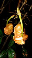Image of Coryanthes speciosa Hook.
