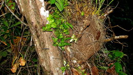 Image of Coryanthes speciosa Hook.