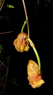 Image of Coryanthes speciosa Hook.
