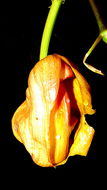 Image of Coryanthes speciosa Hook.