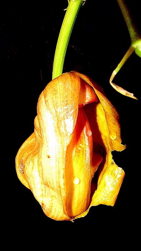 Image of Coryanthes speciosa Hook.