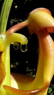 Image of Coryanthes speciosa Hook.