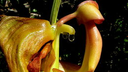 Image of Coryanthes speciosa Hook.