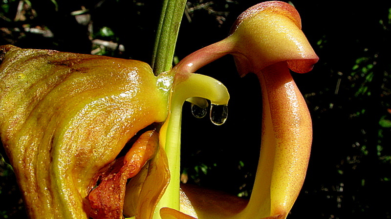 Image of Coryanthes speciosa Hook.