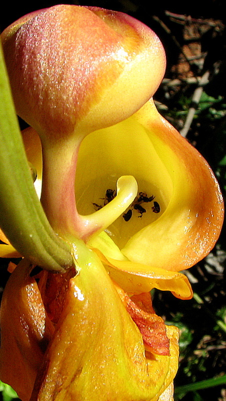 Image of Coryanthes speciosa Hook.