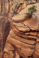 Image de Pinus edulis Engelm.